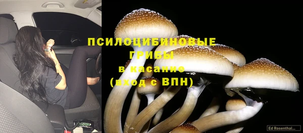 прущие грибы Армянск