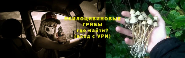 прущие грибы Армянск